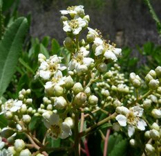 Heteromeles arbutifolia flower